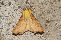 Ennomos alniaria