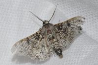 Biston betularia
