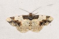 Ligdia adustata