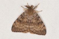 Lymantria dispar