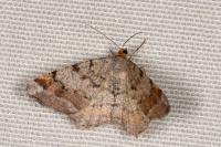 Macaria liturata