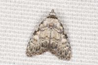 Meganola strigula