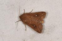 Mythimna albipuncta