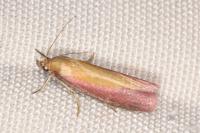 Oncocera semirubella