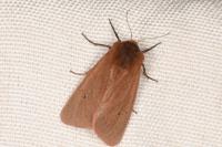 Phragmatobia fuliginosa