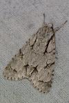 Acronicta psi/tridens