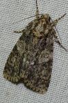 Acronicta rumicis