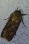 Agrotis segetum
