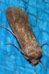 Agrotis segetum