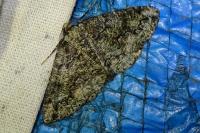 Cleorodes lichenaria