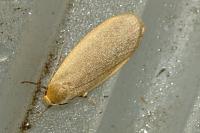 Collita griseola