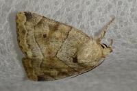 Cosmia trapezina