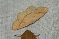 Cyclophora punctaria