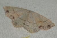 Cyclophora punctaria