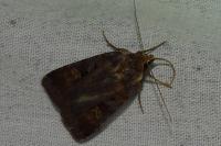 Diarsia brunnea