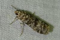 Dioryctria