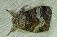 Drymonia querna