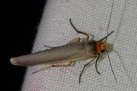 Eilema caniola
