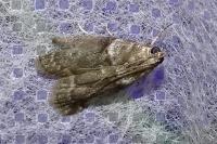 Acrobasis