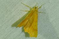 Ennomos quercinaria