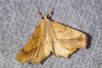 Ennomos quercinaria