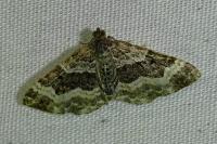 Epirrhoe alternata