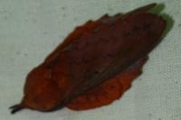 Gastropacha quercifolia