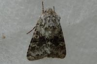 Hecatera bicolorata