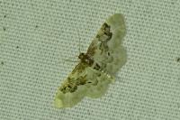 Idaea rusticata