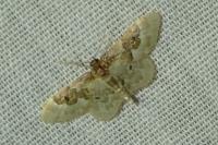 Idaea rusticata