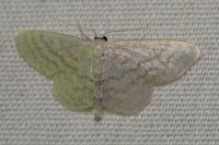 Idaea subsericeata