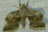 Laothoe populi