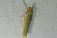 Manulea complana