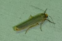 Manulea complana
