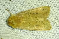 Mythimna ferrago