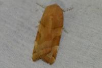 Noctua fimbriata