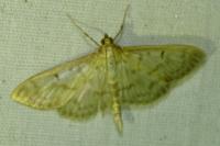 Patania ruralis