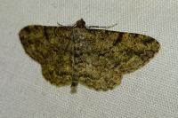 Peribatodes rhomboidaria rhomboidaria