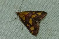 Pyrausta purpuralis