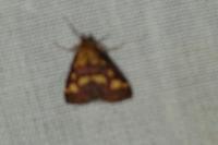 Pyrausta purpuralis