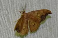 Sabra harpagula