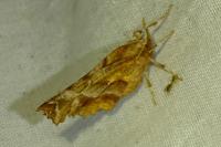 Selenia dentaria