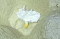 Sphrageidus similis