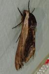 Sphinx ligustri