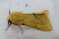 Spilarctia lutea