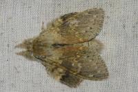 Stauropus fagi