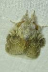 Stauropus fagi