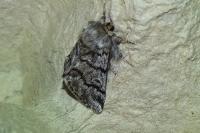 Thaumetopoea pityocampa