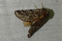 Thaumetopoea pityocampa