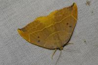 Watsonalla binaria